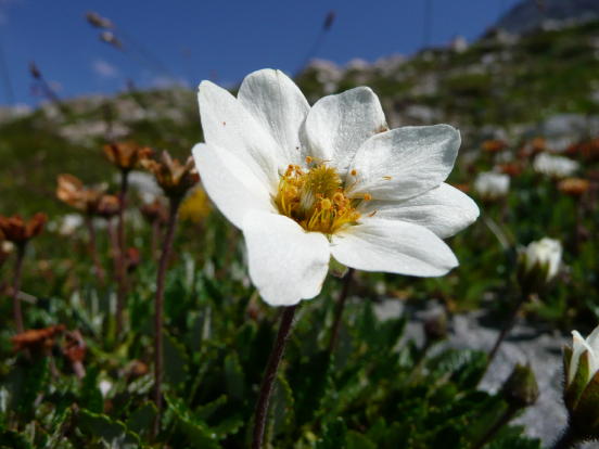 Flora Alpina delle Alpi Occidentali